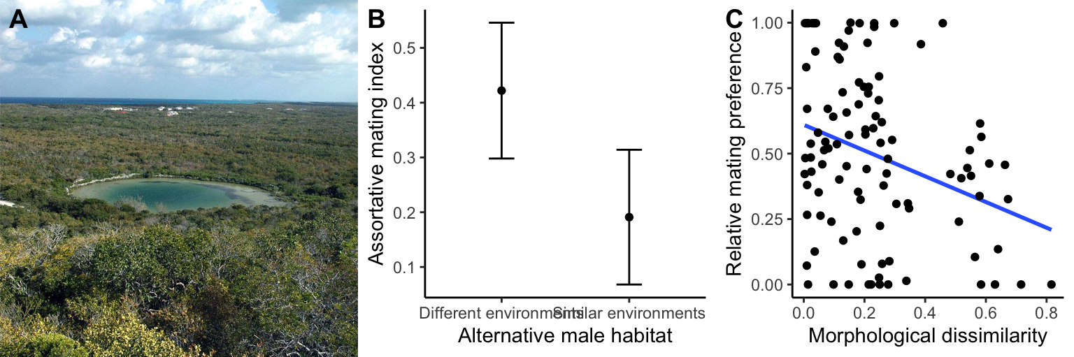 A. Watling's Blue Hole, southwestern San Salvador Island, eastern Bahamas. Photo: [James St. John](https://www.flickr.com/people/47445767@N05), [CC BY 2.0](https://creativecommons.org/licenses/by/2.0). B. Assortative mating preferences of female mosquitofish that could choose beteen a male from their own population or a male that either came from a different blue hole with the same predation environment or a different blue hole from a different predation environment. Assortative mating with the male from the female's own population is much strong when she is confronted with a foreign male from a different environment. [Data](data/11_gambusia-assortative-mating.csv) form Langerhans et al. (2007). C. Female mating preferences are primarily based on body shape, and relative mating preferences decrease with increasing dissimilarity of a male's body shape to the locally adapted form. [Data](data/11_gambusia-assortative-mating2.csv) form Langerhans et al. (2007).