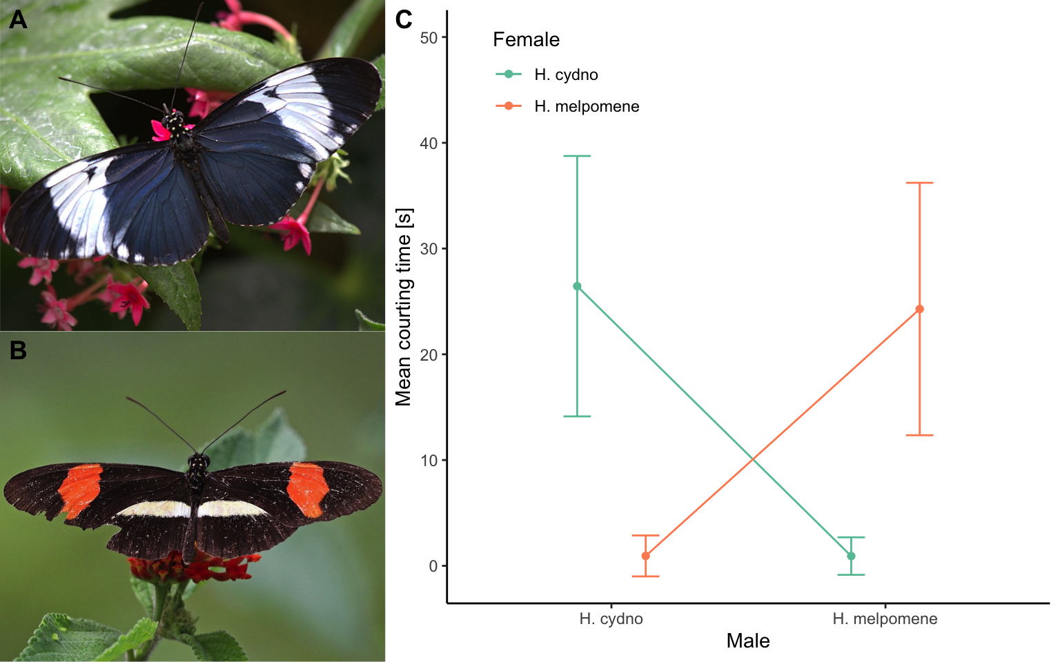 A. *Heliconius cydno*. Photo: Greg Hume, [CC BY-SA 3.0](https://creativecommons.org/licenses/by-sa/3.0). B. *Heliconius melpomene*. Photo: Charles J. Sharp, [CC BY-SA 4.0](https://creativecommons.org/licenses/by-sa/4.0). C. Males of both species have assortative mating preferences and almost exclusively court females of their own species. [Data](data/11_heliconius.csv) from Jiggins et al.(2001).