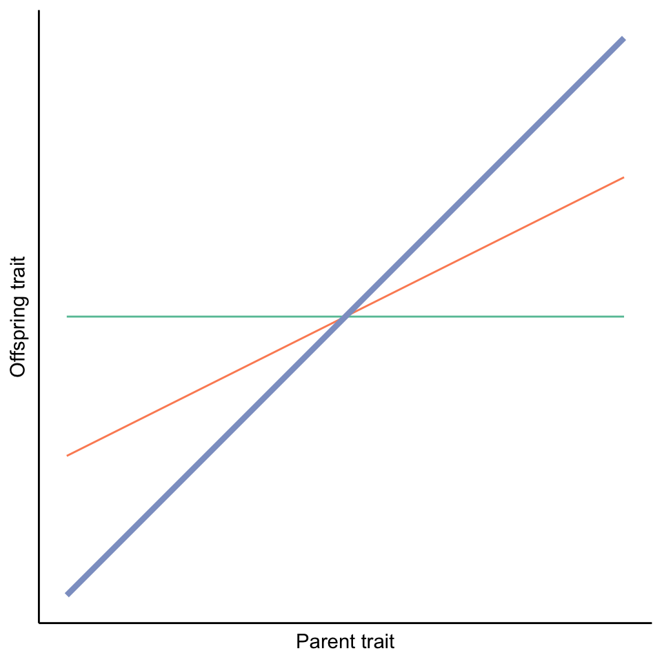 The slope of parent-offspring regressions reveal the degree of heritability. A slope of one indicates high heritability (blue line), while a slope of zero indicates no heritability (green line). Intermediate slopes (orange line) indicate that genetic and environmental effects both impact trait variation in a population.