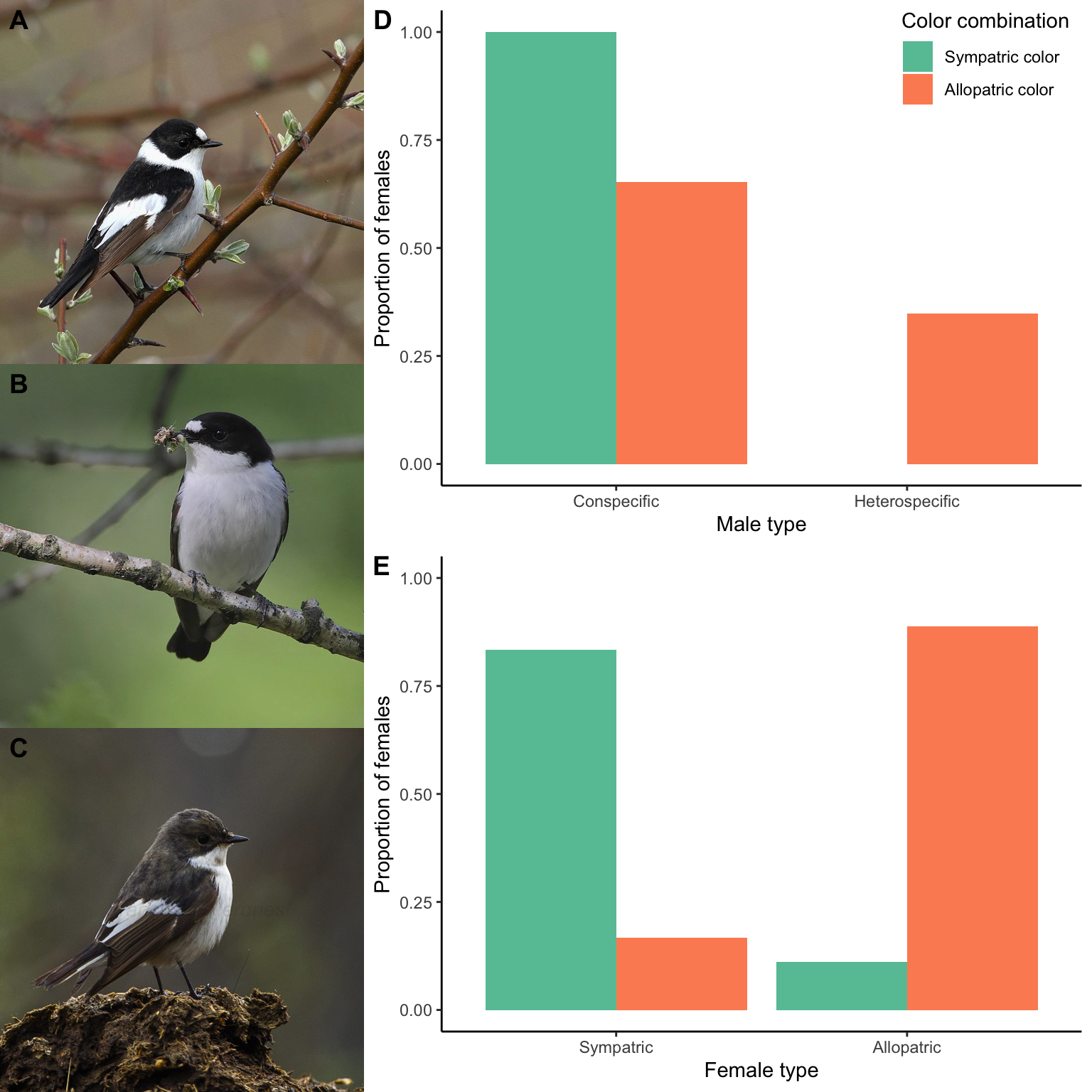 A. Collared flycatcher (*Ficedula albicollis*). Photo: [Andrej Chudy](https://www.flickr.com/photos/andrej_chudy), [CC BY-SA 2.0](https://creativecommons.org/licenses/by-sa/2.0). B. Allopatric pied flycatchers (*Ficedula hypoleuca*) are black and white like collared flycatchers. Photo: Francesco Veronesi, [CC BY-SA 2.0](https://creativecommons.org/licenses/by-sa/2.0). C. Sympatric pied flycatchers (*Ficedula hypoleuca*) are brown and white. Photo: Steve Garvie, [CC BY-SA 2.0](https://creativecommons.org/licenses/by-sa/2.0). D. While there is strong assortative mating when female flycatchers have a choice between males of the two species that exhibit the sympatric color combination, nearly a third of matings are heterospecific when females are given a choice between males from the two species that exhibit the allopatric color combination. [Data](data/11_flycatcher_spec_rec.csv) from Sætre et al. (1997). E. Evidence for the evolution of female mating preferences in pied flycatchers. Females from sympatric populations prefer to mate with males that exhibit the brown plumage typical for sympatric males; females from allopatric populations prefer males with the black plumage typical for allopatric males. [Data](data/11_flycatcher_mate_pref.csv) from from Sætre et al. (1997).