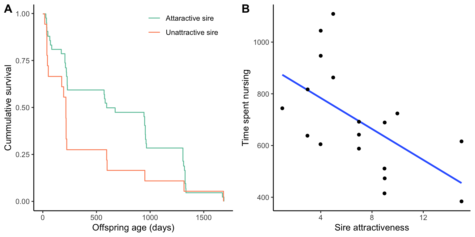 Evidence supporting the good genes hypothesis in pronghorn antelope (*Antilocapra americana*): A. Cumulative survival of offspring sired by attractive vs. unattractive males. Offspring of attractive males were more likely to survive to weaning and to age classes as late as 5 years. [Data](data/10_pronghorn.csv) from Byers and Waits (2006). B. Matings with unattractive males also came with additional direct costs for females, as they compensated subpar offspring performance by elevating rates of milk delivery to their young. [Data](data/10_pronghorn2.csv) from Byers and Waits (2006).