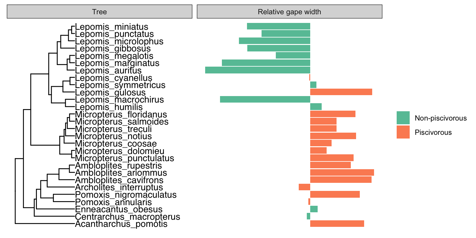 Gape width variation of centrarchid fishes as a function of their dietary habits. Species with higher than average gape will have positive scores, species with lower than average gape width have negative scores. The phylogenetic tree in the left panel indicates that piscivory has evolved independently multiple times within the family. [Phylogeny](data/9_centrarchidae.tre) from Near et al. (2005); [gape width data](data/9_centrarchidae.csv) from Collar et al. (2009).