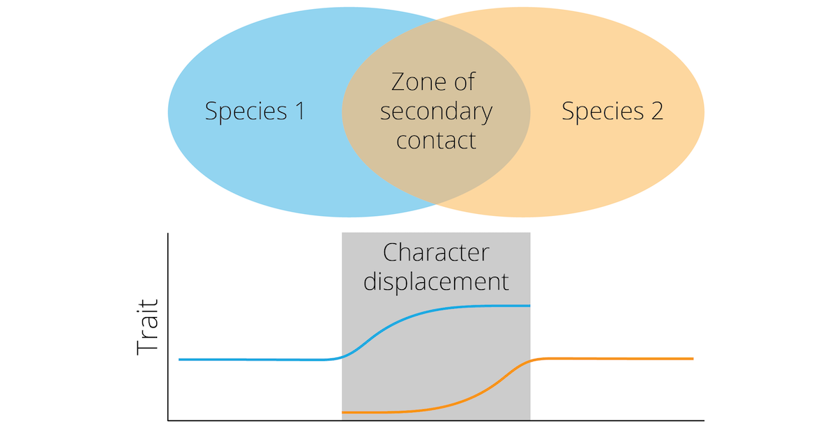 Reinforcement can lead to reproductive character displacement, where differences between species are accentuated in sympatry.