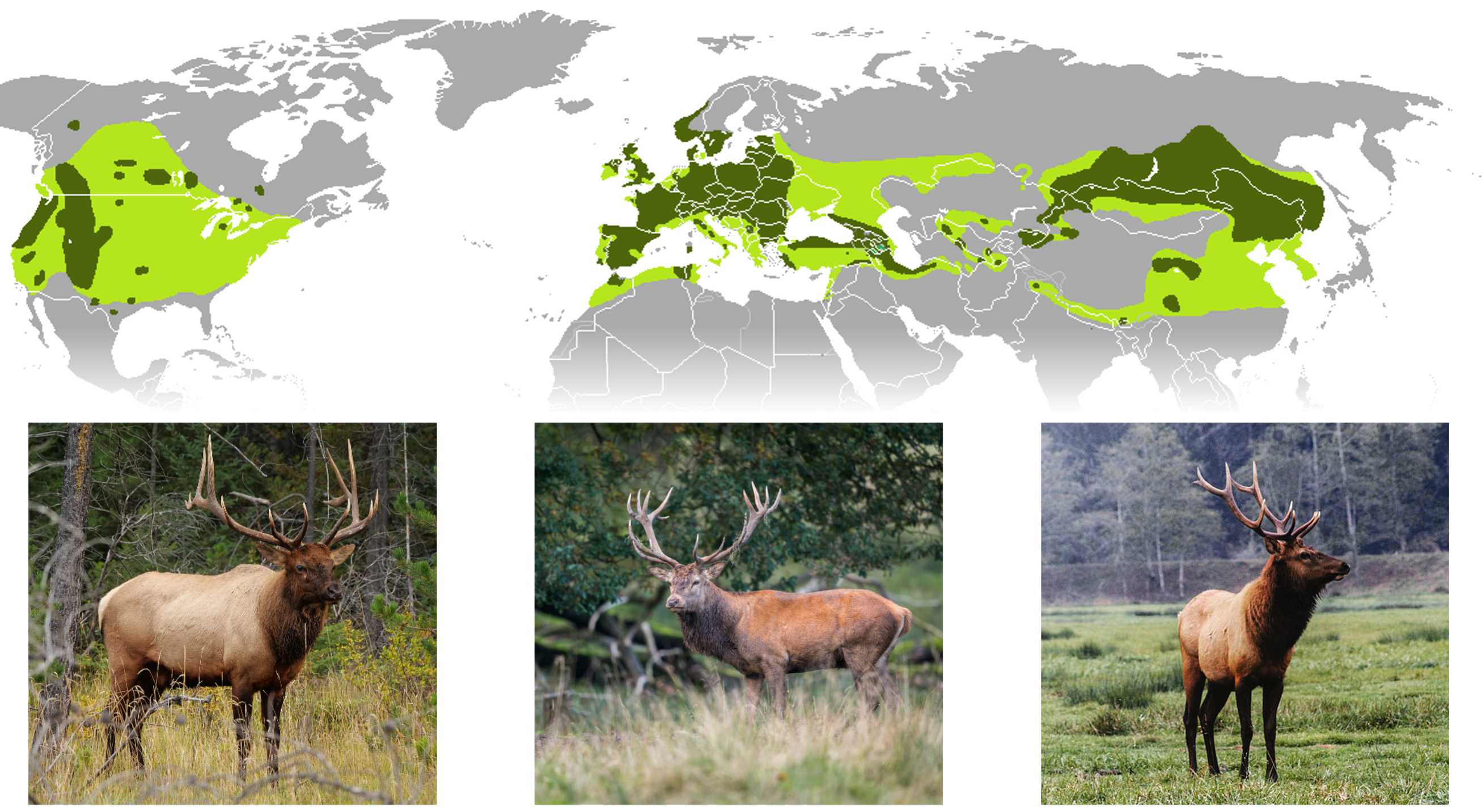 Distribution of wapiti and red deer in North America and Eurasia. The species occurs in three disjunct populations. North American wapiti picture by Membeth (CC0); red deer picture by the [Wasp Factory](https://www.flickr.com/photos/thewaspfactory74/) ([CC BY-NC-SA 2.0](https://creativecommons.org/licenses/by-nc-sa/2.0/)); Asian wapiti picture by Membeth (CC0).