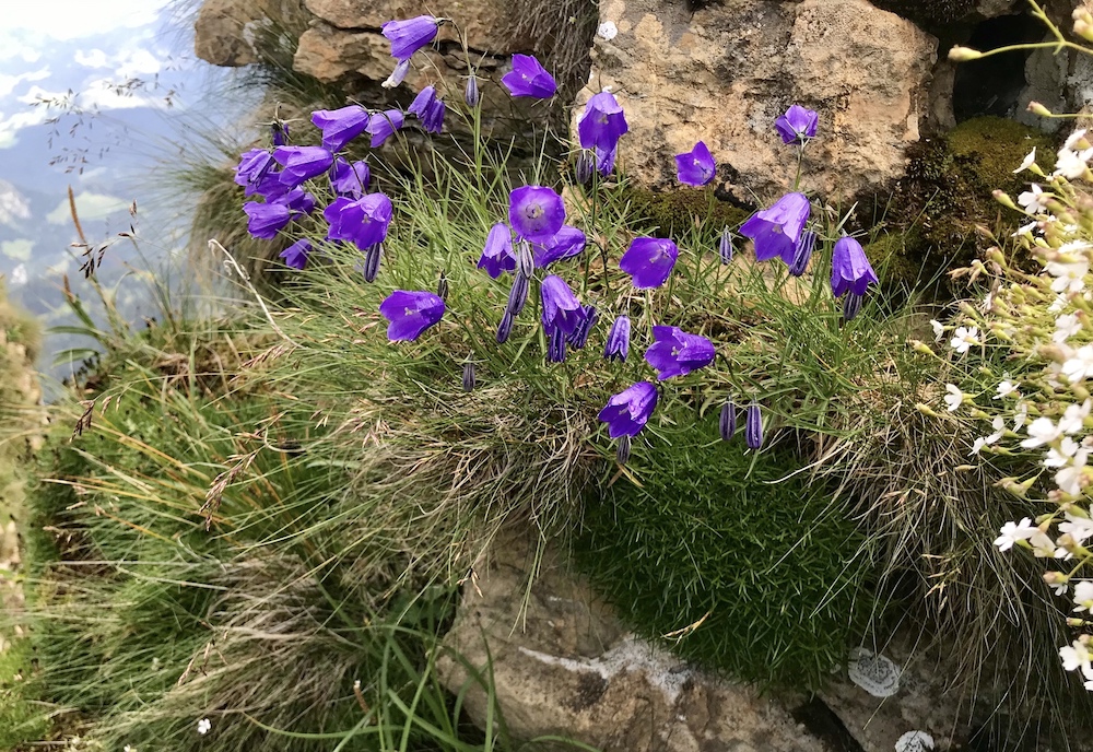 *Campanula scheuchzeri* (Scheuchzer's Bellflower) in the Swiss Alps. Photo: M. Tobler