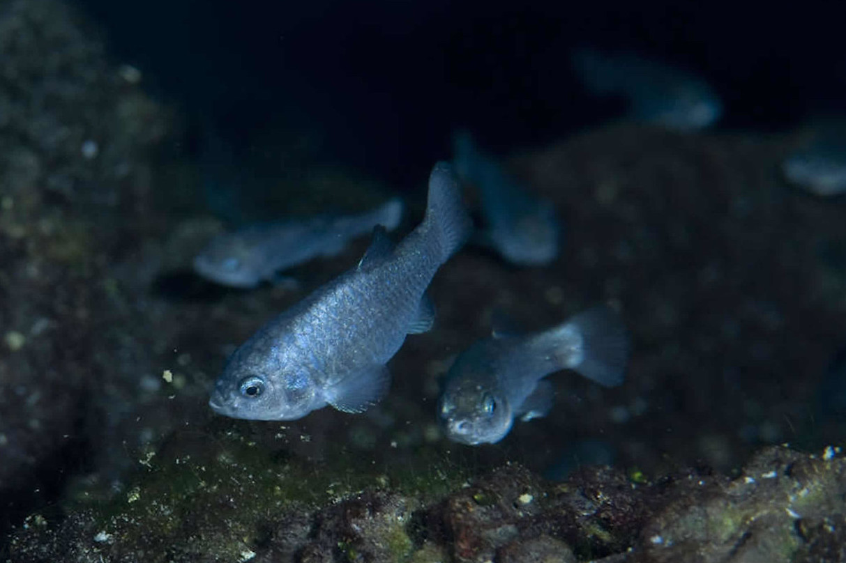 The Devils Hole pupfish (*Cyprinodon diabolis*) is one of the rarest vertebrates on the planet. The species is endemic to the tiny Devil's Hole well, which is located within the Ash Meadows National Wildlife Refuge, Nevada. Since the start of population surveys, the maximum population size recorded was 553, and the lowest population size was just 38 individuals in 2006. Photo by Olin Feuerbacher, [CC BY 2.0](https://creativecommons.org/licenses/by/2.0/).