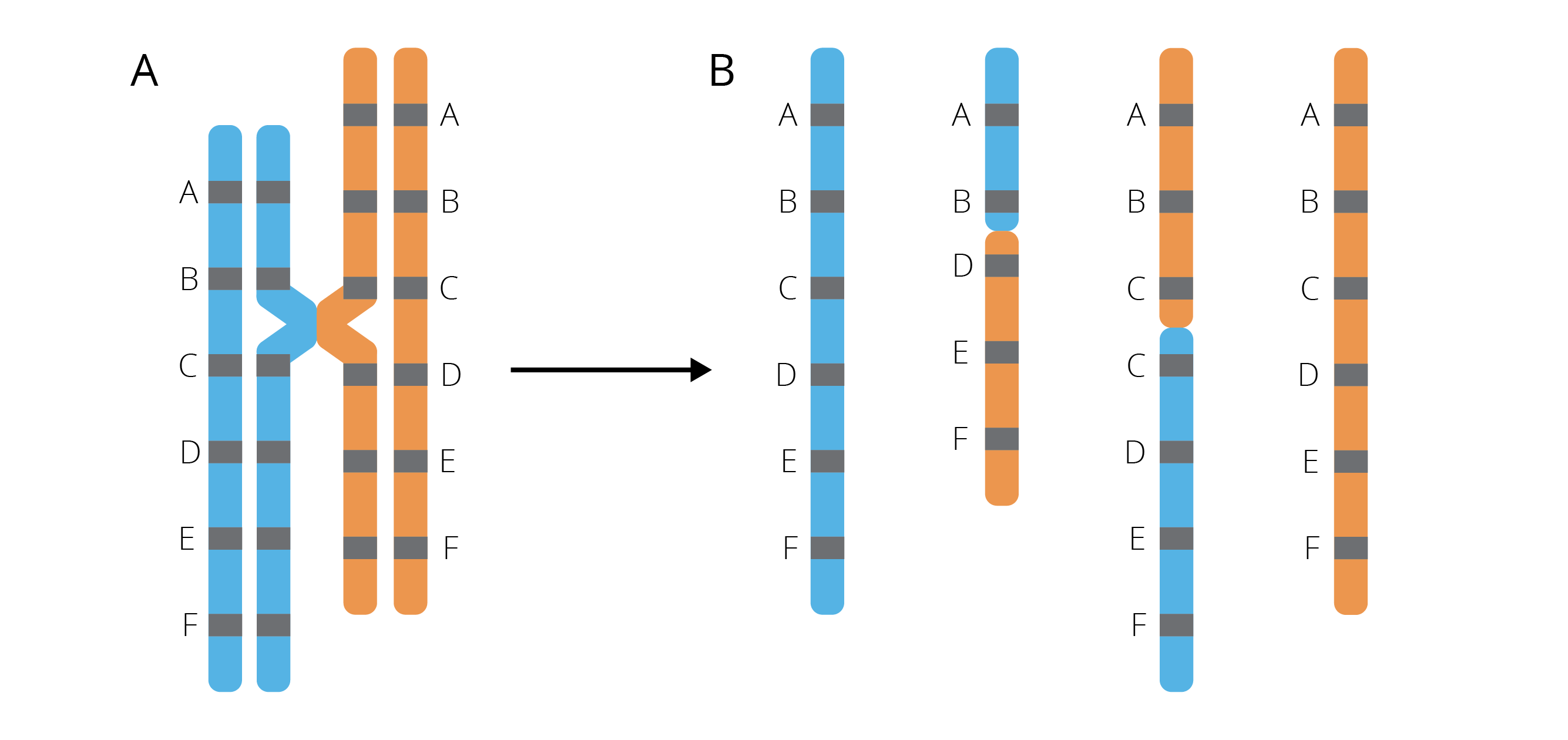 Crossing-over between misaligned chromosomes during meiosis (A) causes DNA segments to be deleted in one and inserted in the other chromosome (B).