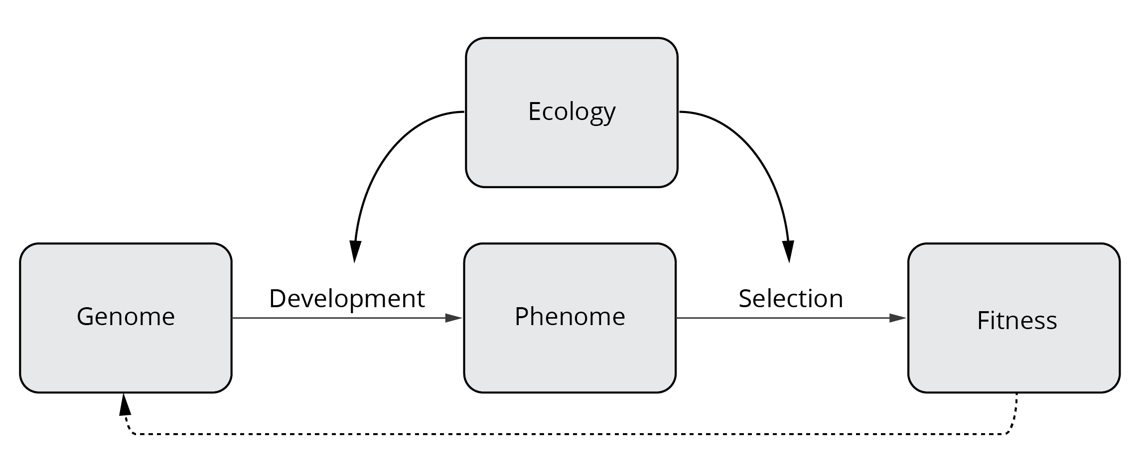 Conceptual framework of a modern perspective on evolution that includes the genetic basis of phenotypic traits.