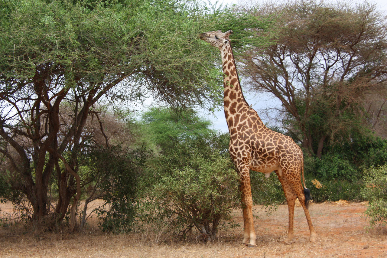 Giraffe in Tsavo. Photo: Anna Langova, [CC0](https://creativecommons.org/publicdomain/zero/1.0/).