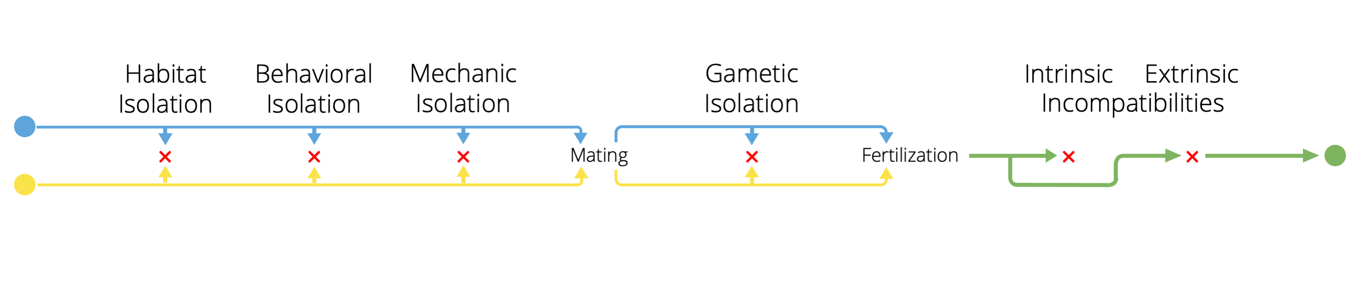 Different mechanisms of reproductive isolation often act in concert and can influence each other evolutionarily.