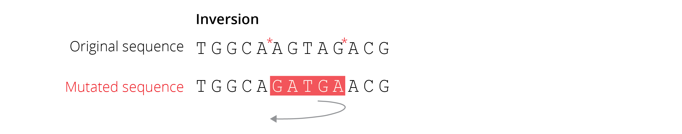 Inversions are caused when double breaks in the DNA (indicated by asterisks) are fixed upon a central element flipping in direction.