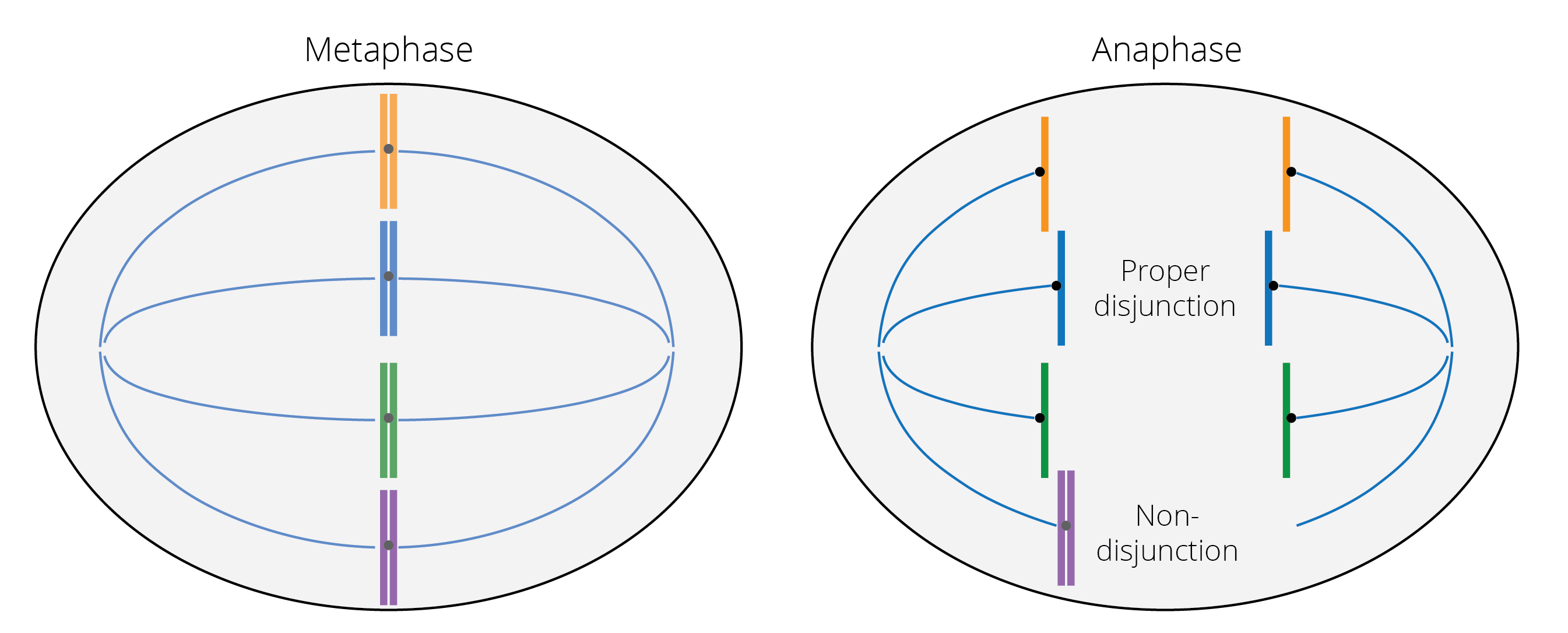 Metaphase: Chromosomes line up in the middle plane, the meiotic spindle forms, and the kinetochores (black) of sister chromatids attach to the microtubules (blue lines). Anaphase: Sister chromatids separate and the microtubules pull them in opposite directions. The chromosome shown in purple fails to separate properly, with its sister chromatids sticking together and getting pulled to the same side. This results in nondisjunction of the chromosome.