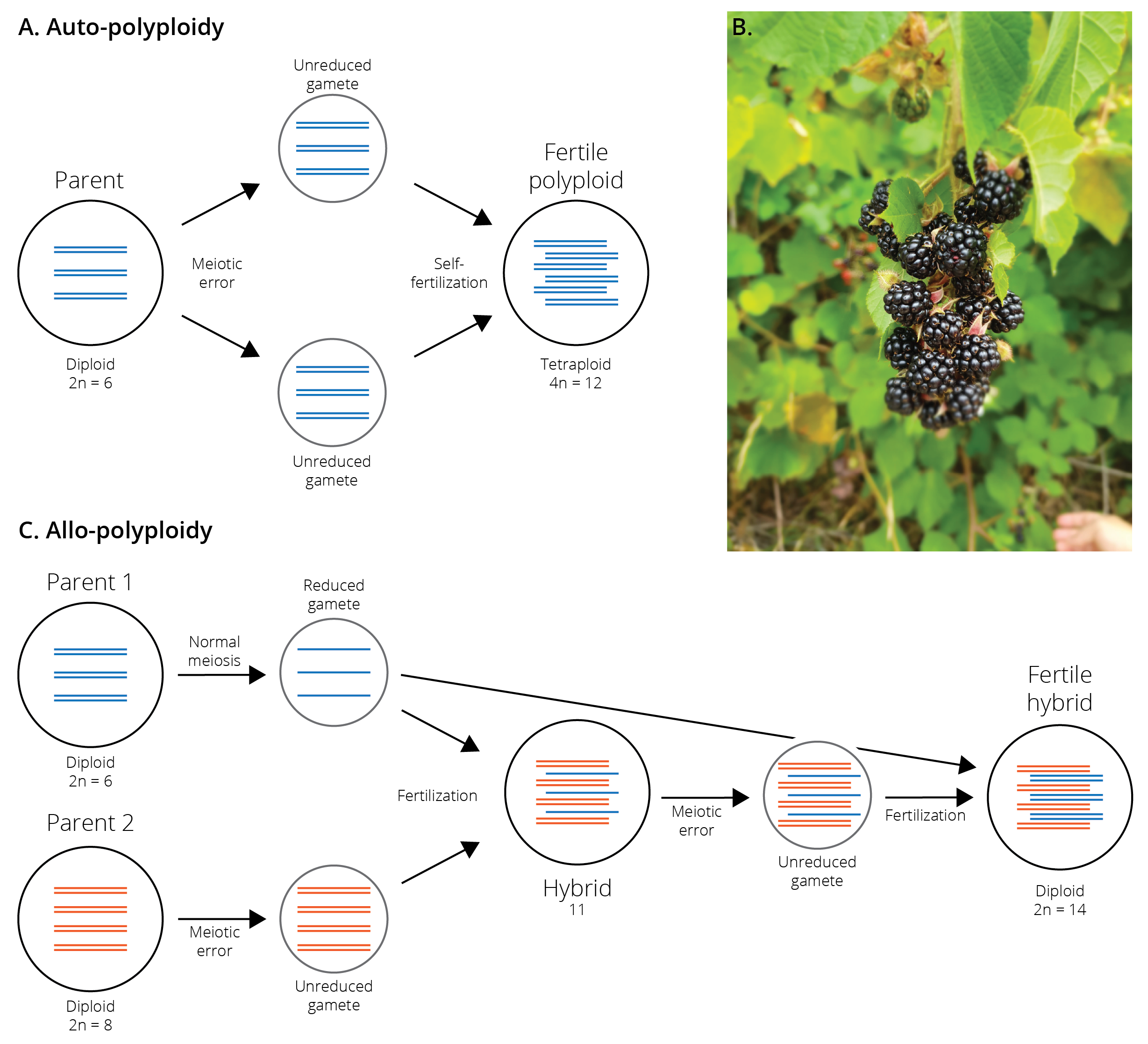 A. Auto-polyploidization occurs through the combination of two unreduced gametes, which usually occurs through self-fertilization. The resulting ployploids are instantaneously isolated from ancestral lineages with lower ploidy. B. Blackberries of the genus *Rubus* represent a polyploid species complex, including species with 2, 4, 8, 16, and 32 sets of chromosomes. Without genetic or cytological analyses, species with different ploidy levels are almost impossible to distinguish. C. Allo-polyploidization oocurs through the combination of two genomes derived from different species. It is a multi-step process that first involves the production of hybrids with uneven chromosome sets.