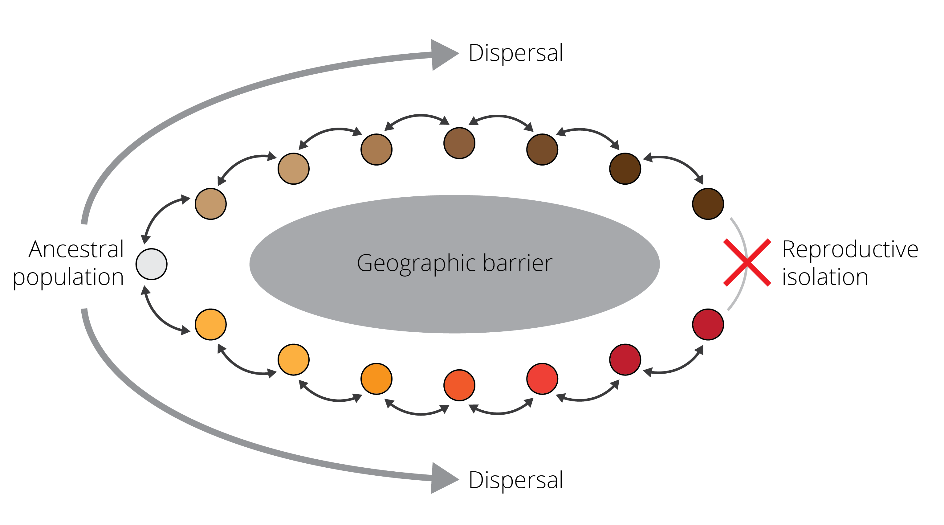 A schematic representing a ring species. Individuals are able to successfully reproduce with members of adjacent populations, as indicated by the black arrows. However, as populations disperse around a geographic barrier and diverge gradually, they are unable to reproduce when they come into contact again. This process represents a form of speciation occurring with gene flow.