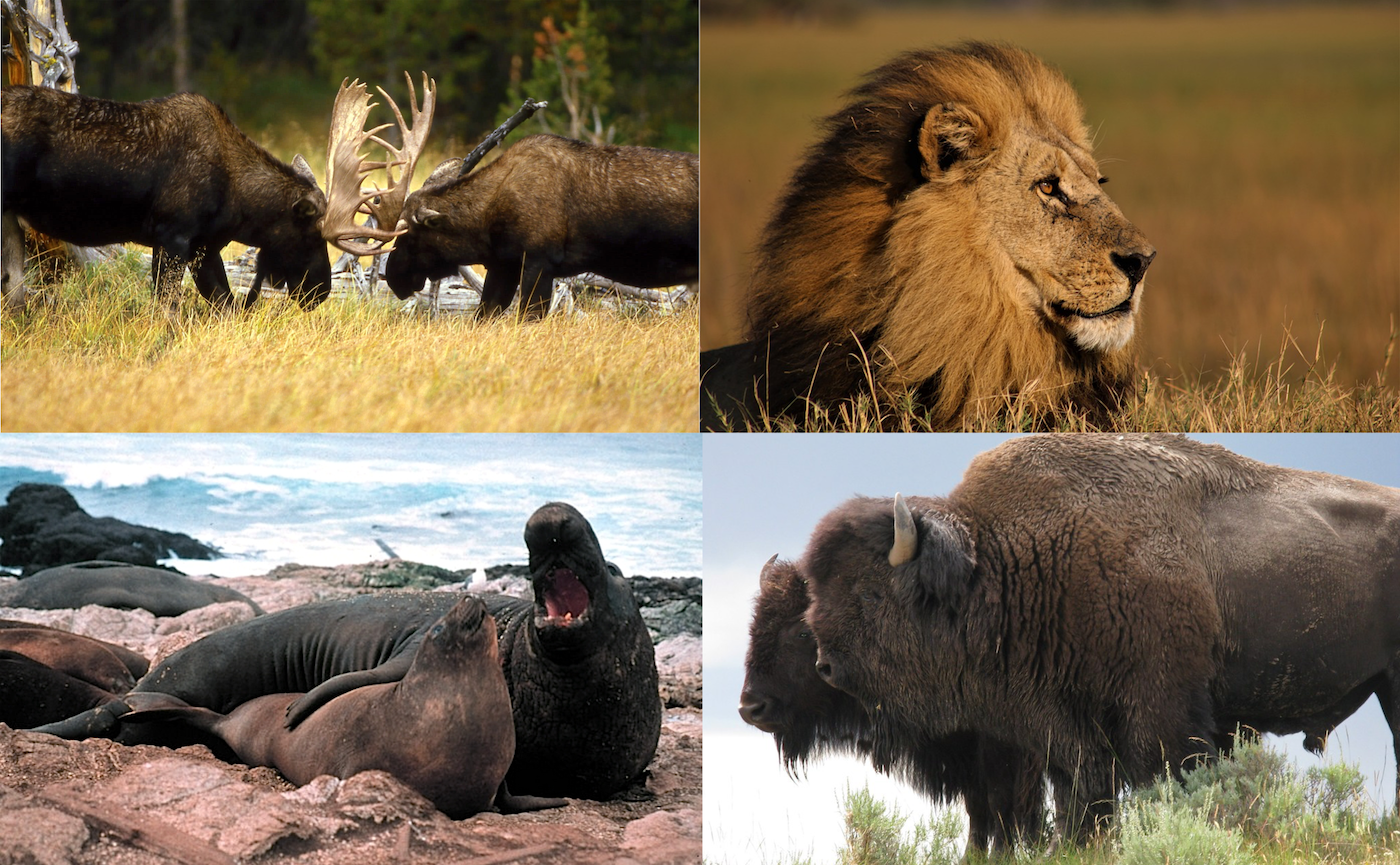 Examples of evolutionary outcomes in response to strong intrasexual selection: antlers in moose (*Alces alces*) used for fighting; the lion's (*Panthera leo*) mane provides protection during fights with competitors; sexual size dimoprhism in elephant seals (*Mirounga angustirostris*) and American bison (*Bison bison*). All photos are [CC0](https://creativecommons.org/publicdomain/zero/1.0/).