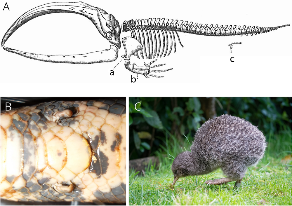 Vestigial limbs are common in tetrapods. A. Skeleton of a baleen whale showing the vestigial hindlegs (structure c). Illustration from Meyers Konversionlexikon, [Public Domain](https://creativecommons.org/publicdomain/zero/1.0/). B. Vestigial hindlegs (spurs) in a *Boa constrictor*. Photo by Stefan3345, [CC BY-SA 4.0](https://creativecommons.org/licenses/by-sa/4.0). C. Little spotted kiwi (*Apteryx owenii*) have vestigial wings that are completely invisible below the plumage. Photo by Judi Lapsley Miller, [CC BY 4.0](https://creativecommons.org/licenses/by/4.0).