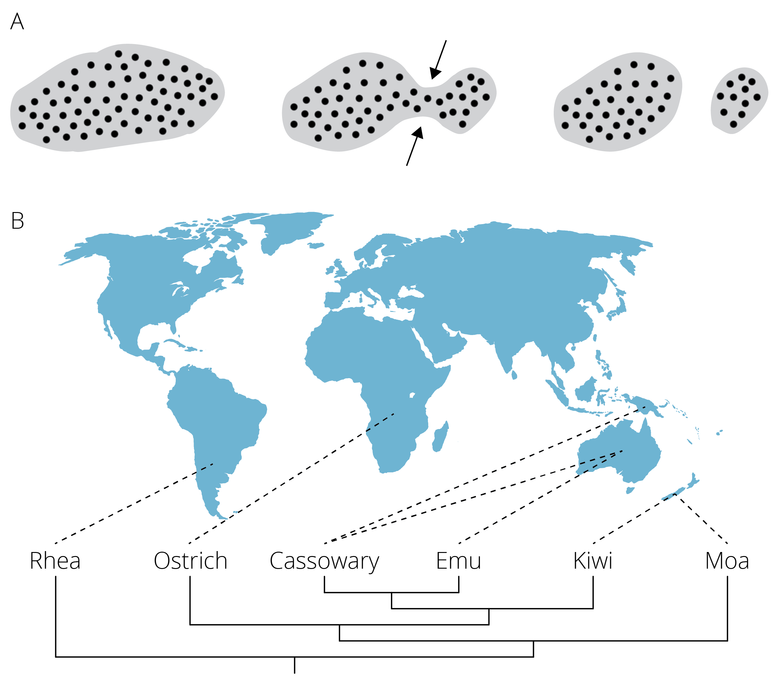 A. Vicariance is the subsetting of an original population by an emerging geographic barrier B. Patterns of diversification in ratites are a consequence of vicariance. The ancestral, contiguous range of this group on Gondwana was broken apart as a consequence of continental drift.